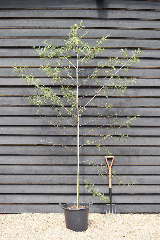 Alnus Glutinosa Laciniata - Cut Leaved Black Alder - 240-260cm - 30lt