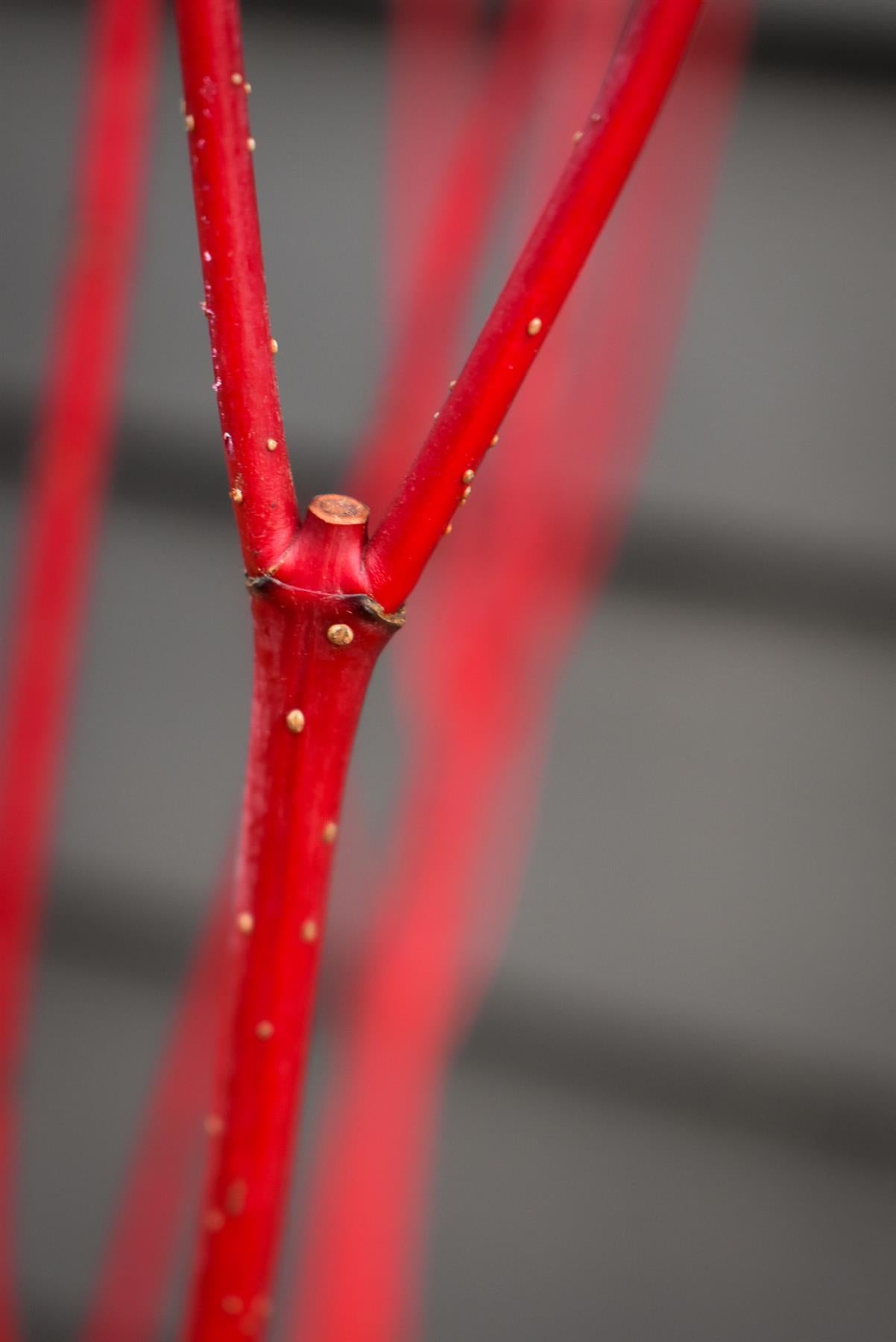 Cornus alba 'Sibirica' | Siberian Dogwood - Height - 95-100cm 10lt