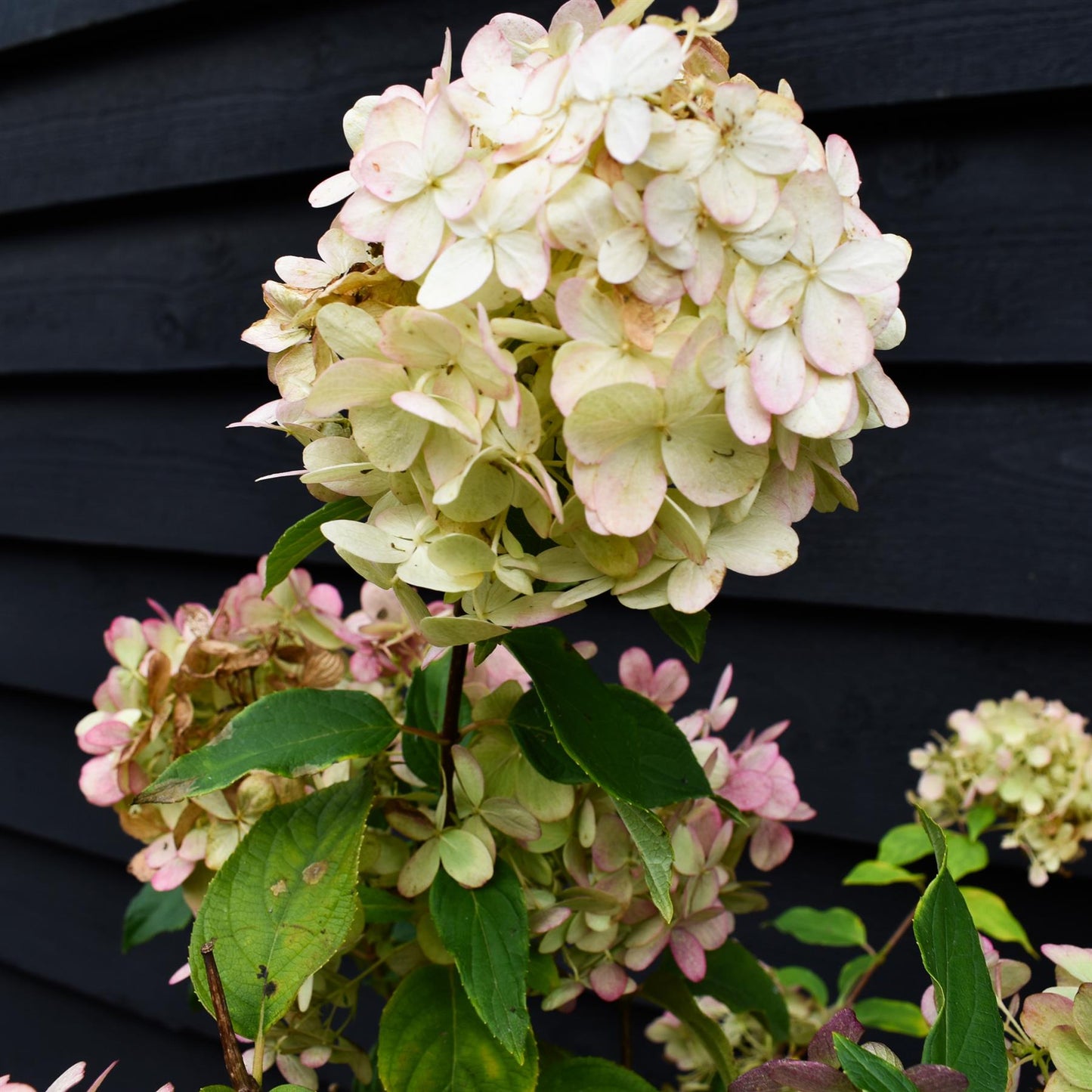 Hydrangea paniculata 'Limelight' - Stem 100cm - Height 170-180cm - 15lt