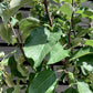 Apple tree 'Fuji' | Malus Domestica - Semi-Dwarfing - Height 150-180cm - 20lt