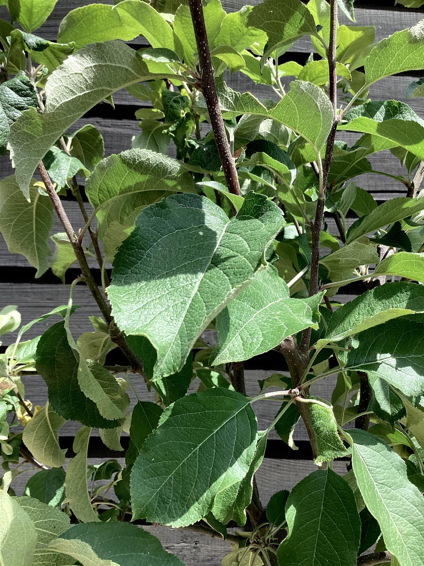 Apple tree 'Fuji' | Malus Domestica - Semi-Dwarfing - Height 150-180cm - 20lt