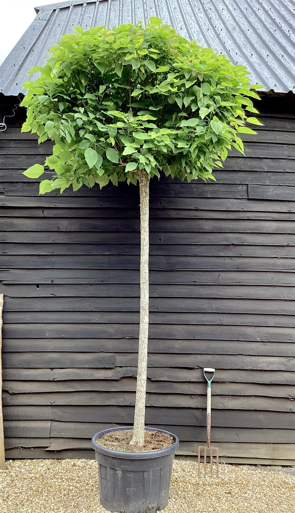 Catalpa Bignonioides (Ovata) Tree | Indian bean tree - Standard - Mature Tree - Height 350cm - 150lt