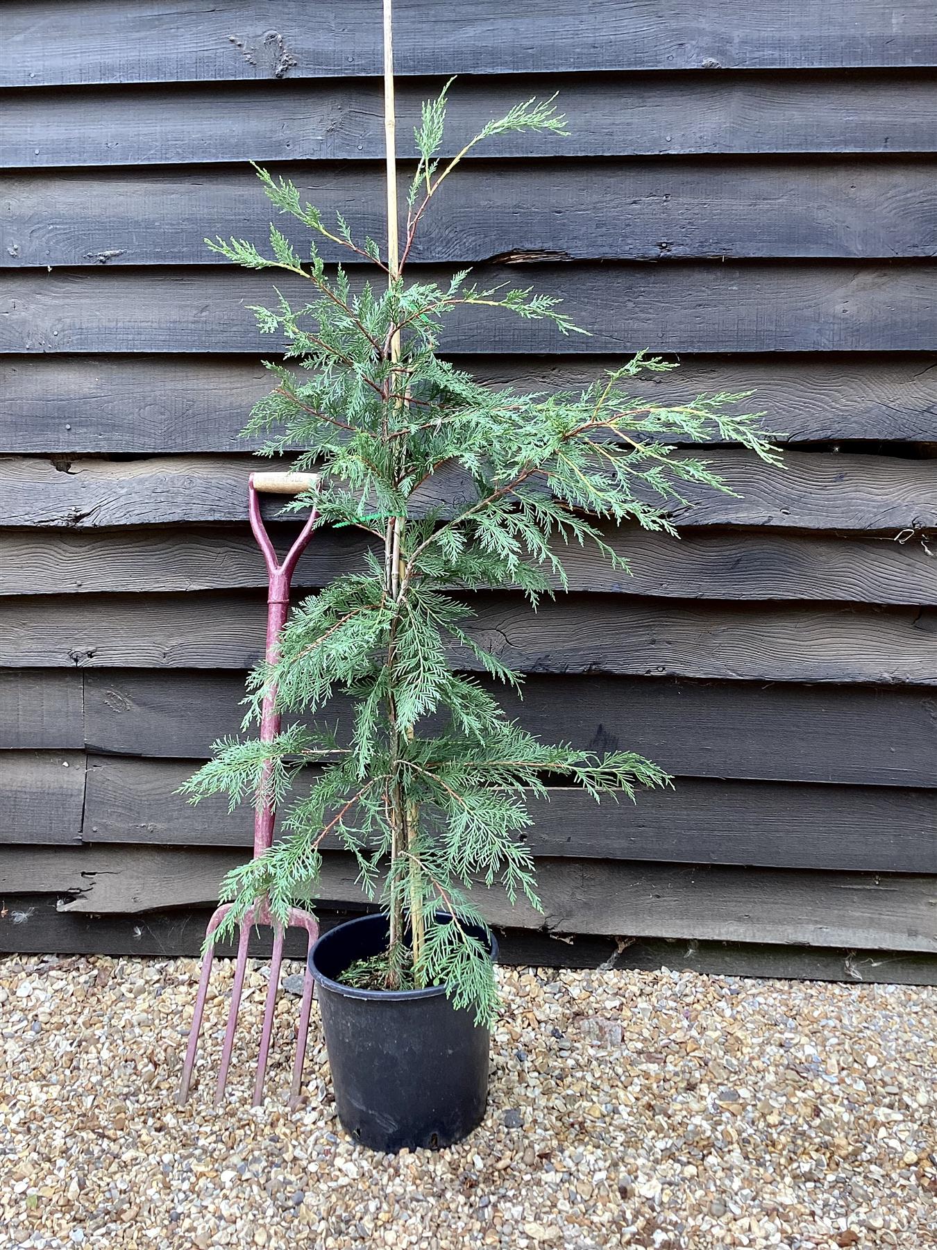 Cuprocyparis leylandii - 130- 145cm - 12lt