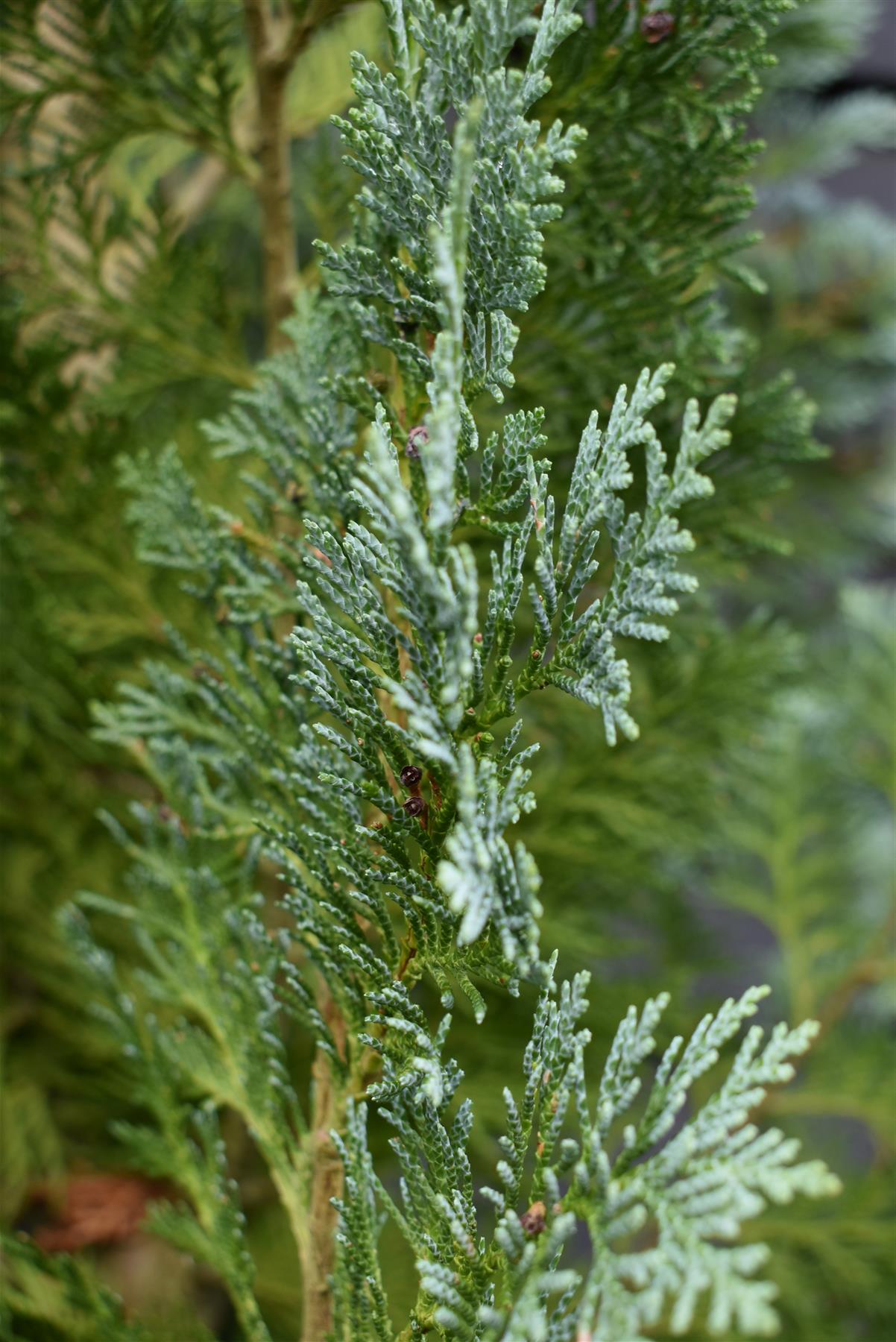 Chamaecyparis lawsoniana 'Columnaris' | False Cypress - 170-180cm - 30lt