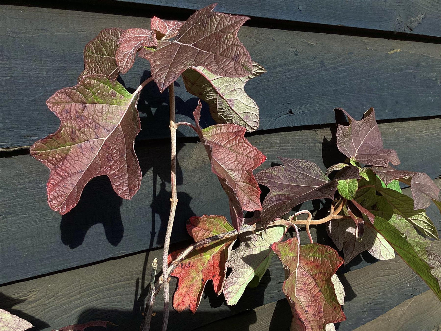 Hydrangea quercifolia | Oak-leaved hydrangea - 60-80cm, 20lt