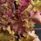 Heuchera 'Marmalade' | Alum Root 'Marmalade' | Coral Bells - 20-30cm, 3lt