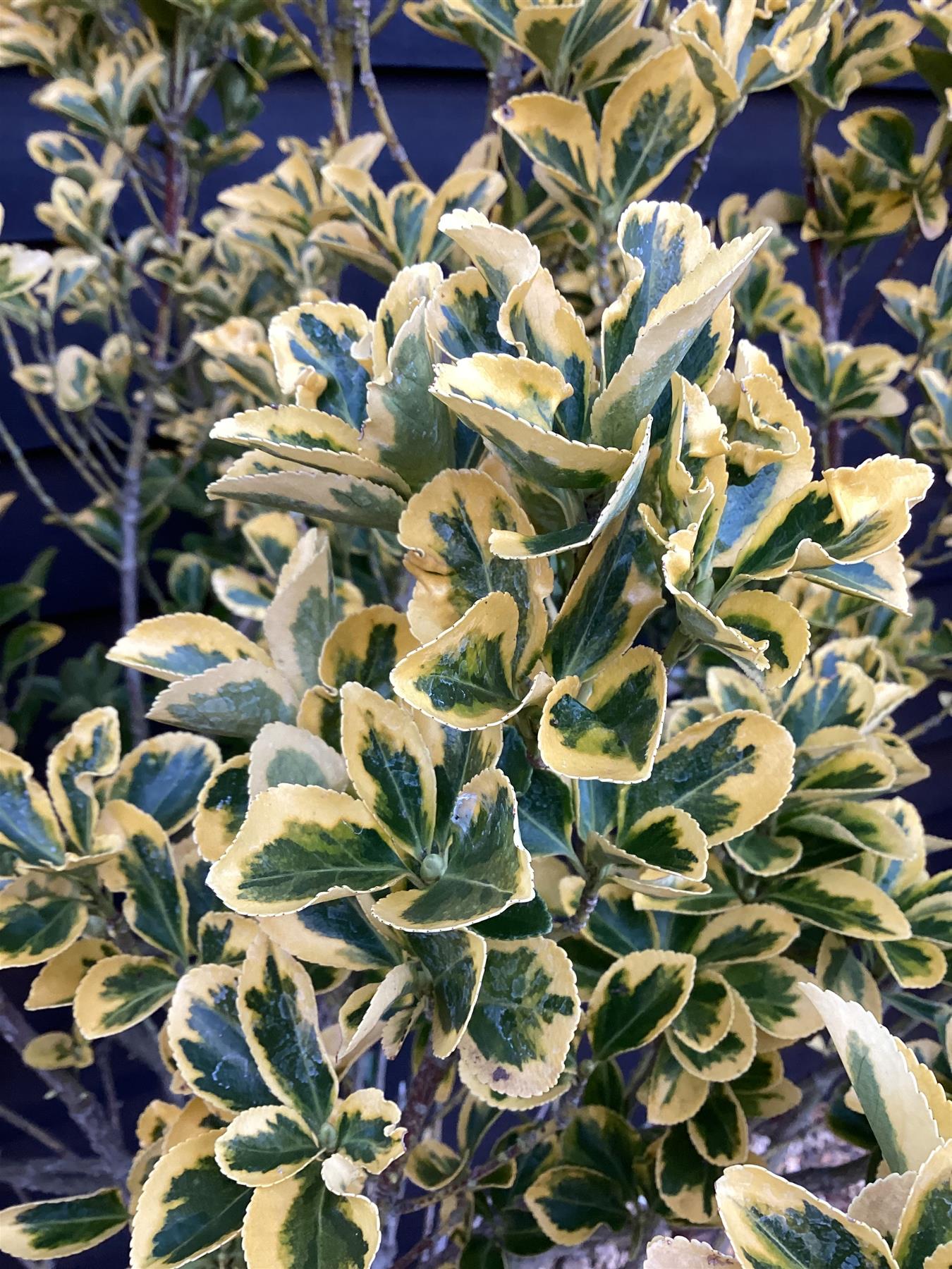 Euonymus Japonicus 'Aureomarginatus' - 50/70cm, 10lt