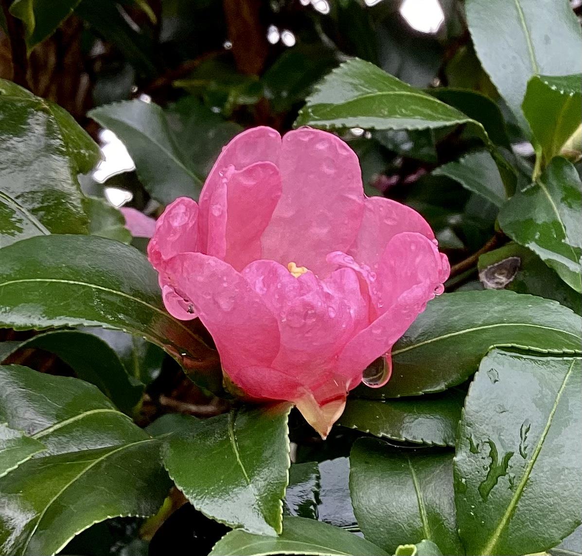 Camellia sasanqua Plantation Pink - 375cm, 250lt