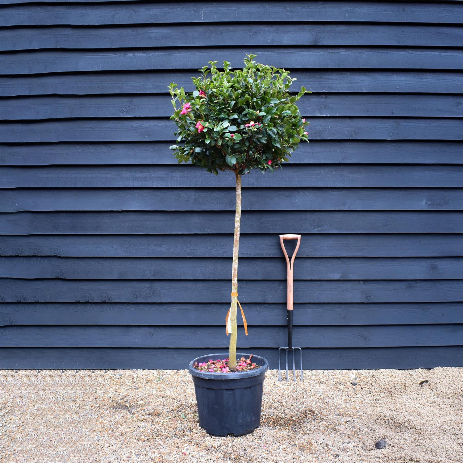 Camellia sasanqua - Red winter flowering - Clear Stem 100cm - Height 190cm - 35-40lt