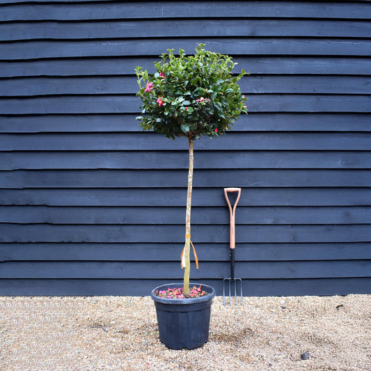 Camellia sasanqua - Red winter flowering - Yuletide - Clear Stem 100cm - Height 190cm - 35-40lt