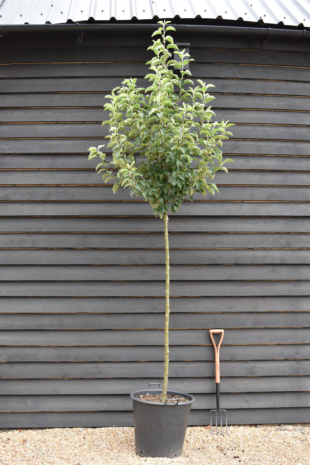 Malus 'Golden Hornet' | Flowering Crab Apple Tree, Clear Stem - Girth 8-10cm - Height 280-300cm - 70lt