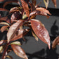 Prunus Nerasifera Pissardii Nigra | Black Cherry Plum - 250-280cm, 10lt