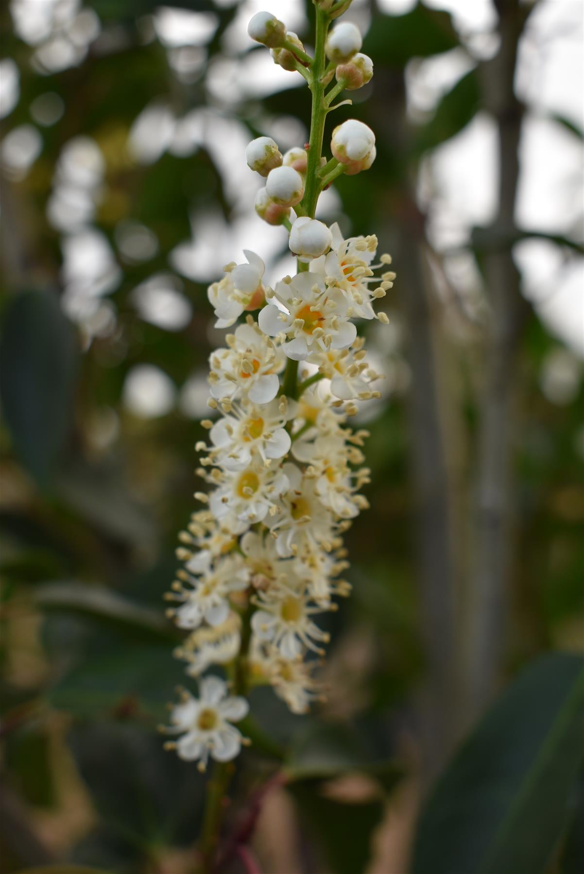 Prunus lusitanica 'Angustifolia' - Bushy - Height 170-190cm - 45lt