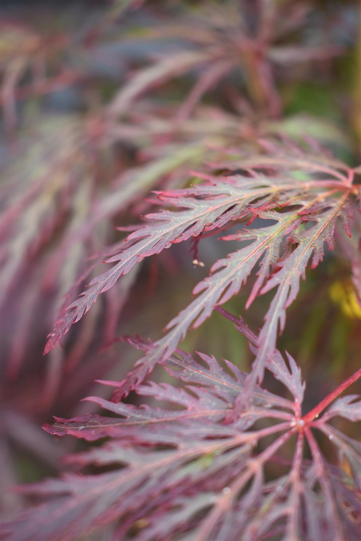 Acer palmatum 'Inaba-Shidare' | Japanese Maple - Clear Stem 60cm - Bushy - Height 120-130cm - 35lt