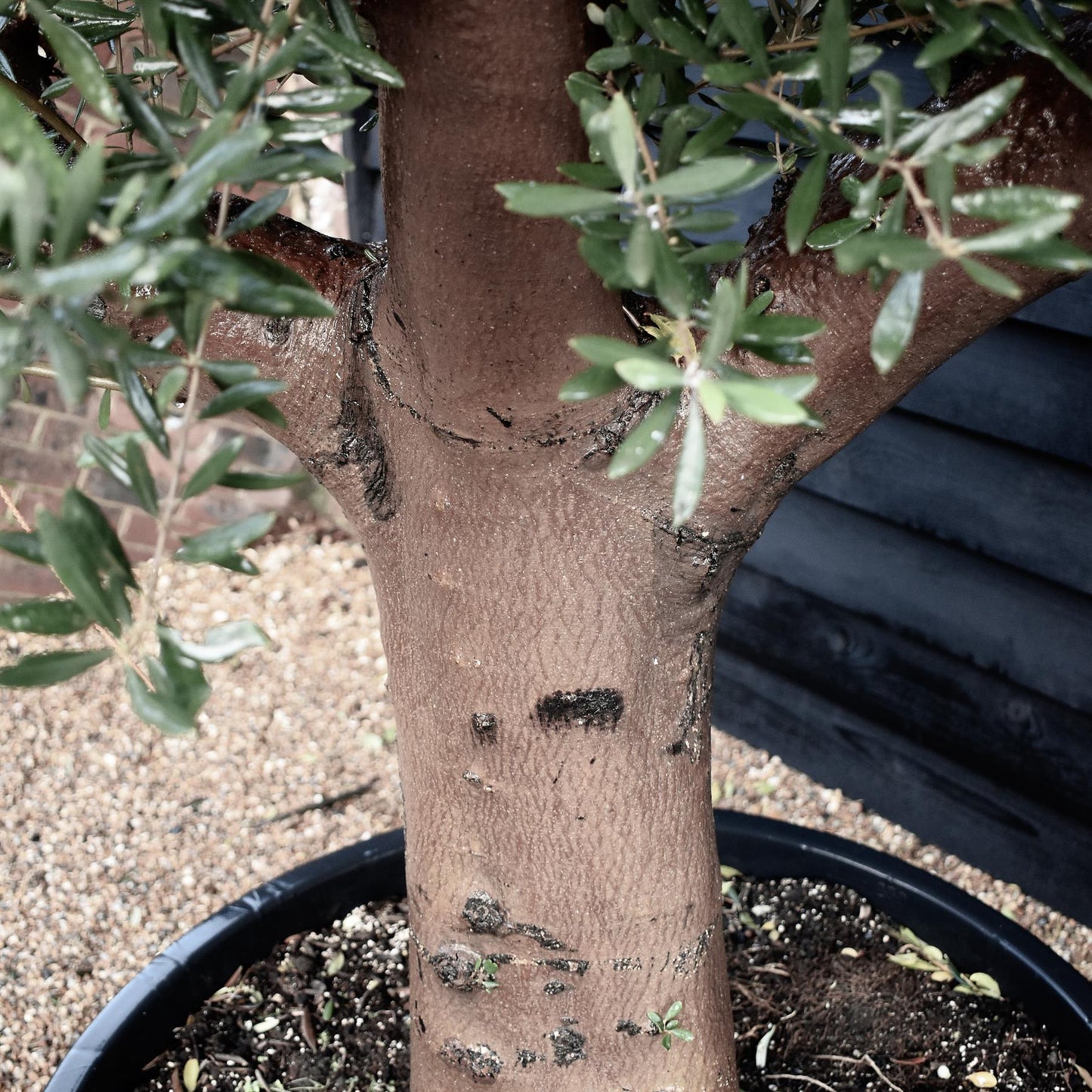 Olive Tree | Olea Europea - Specimen  - Forking branches - Height 250 -300 cm - 280lt