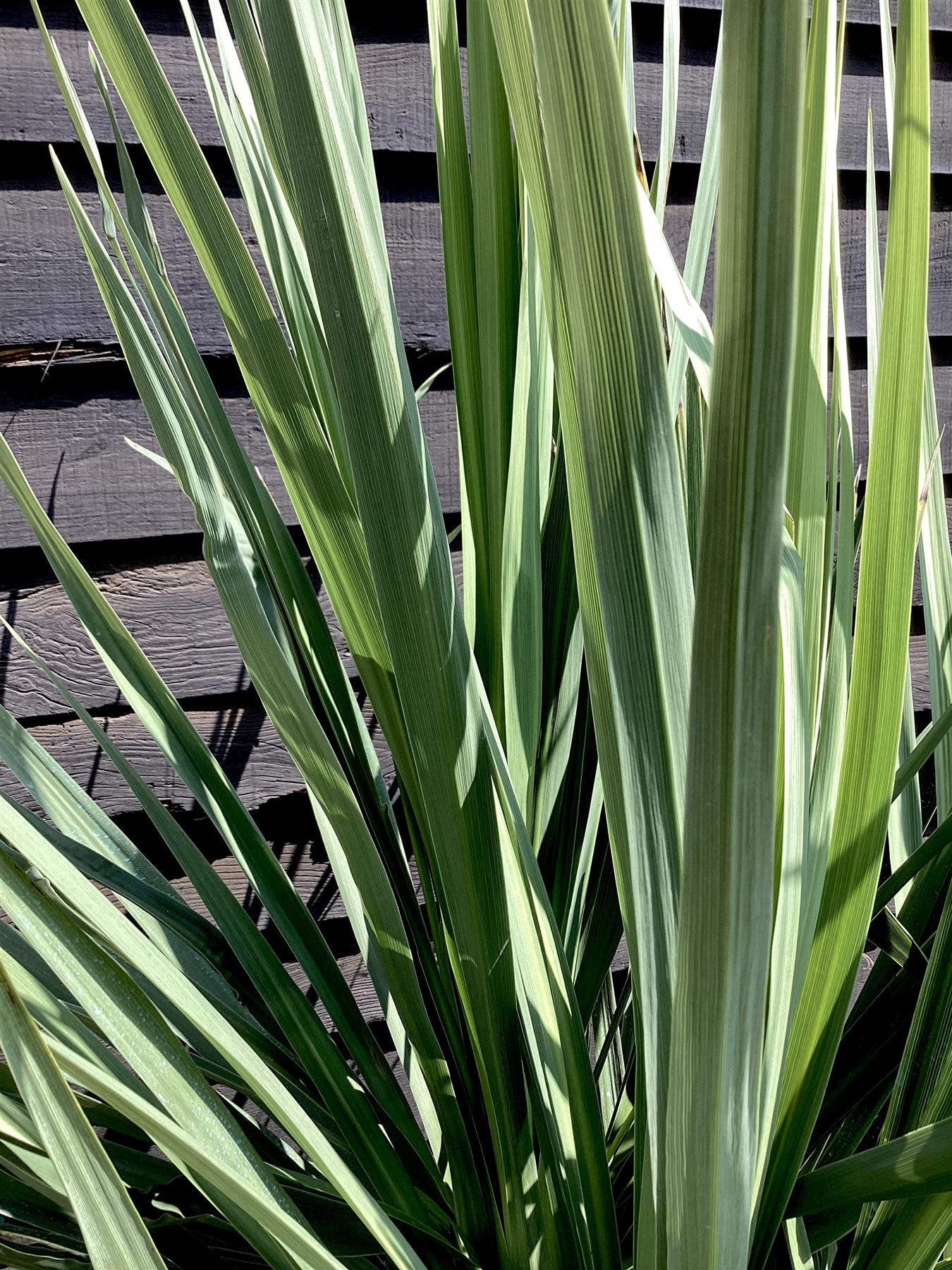 Cordyline australis | New Zealand Cabbage Palm - Multistem 20-30cm - Height 90-110cm - 50lt