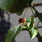 Malus brevipes 'Wedding Bouquet' | Crab Apple Tree - Height 220-240cm - 12lt