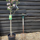 Apple tree 'Sunset' | Malus domestica - M106 - Semi-Dwarfing - 160-180cm - 12lt