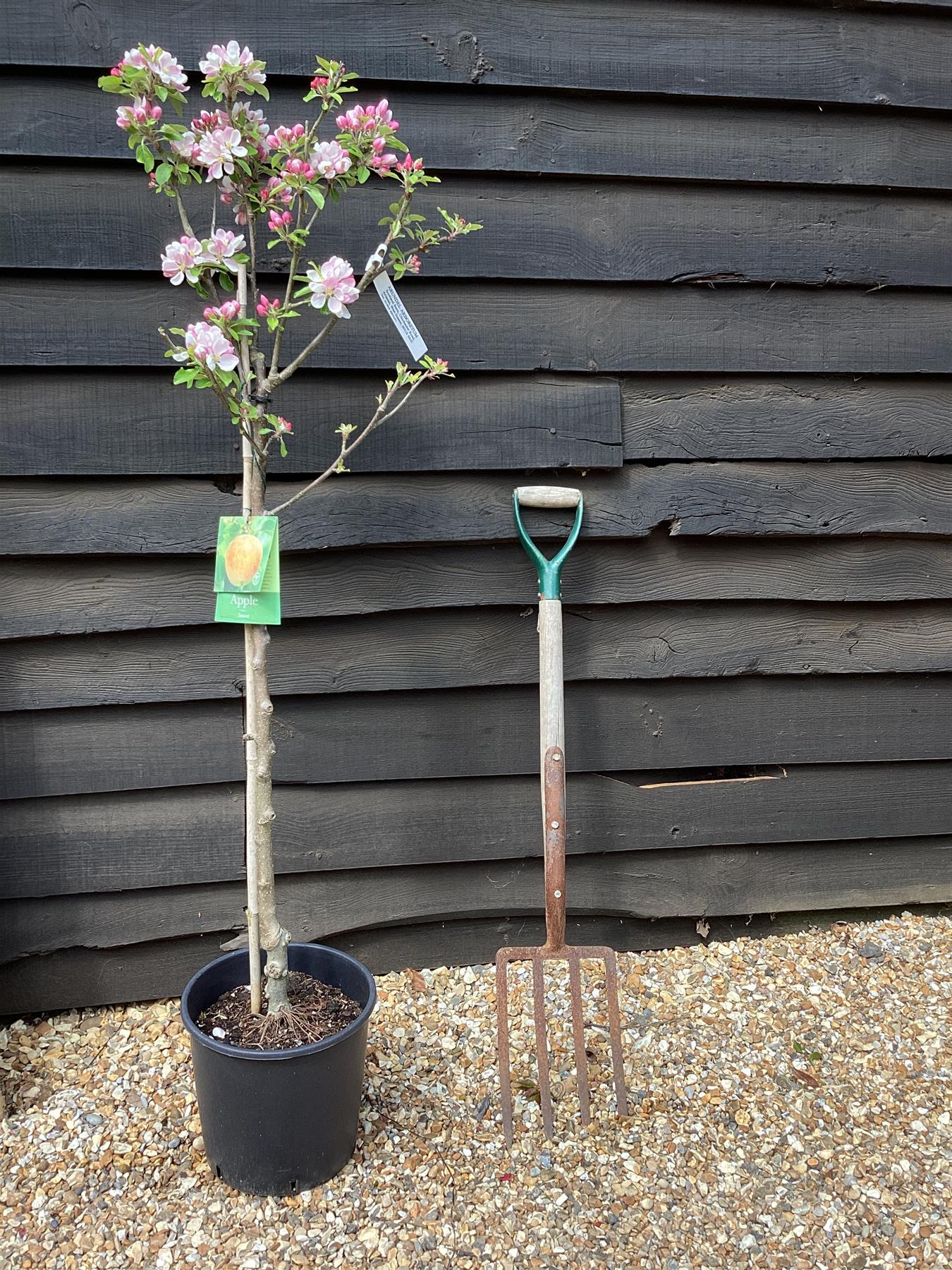 Apple tree 'Sunset' | Malus domestica - M106 - Semi-Dwarfing - 160-180cm - 12lt