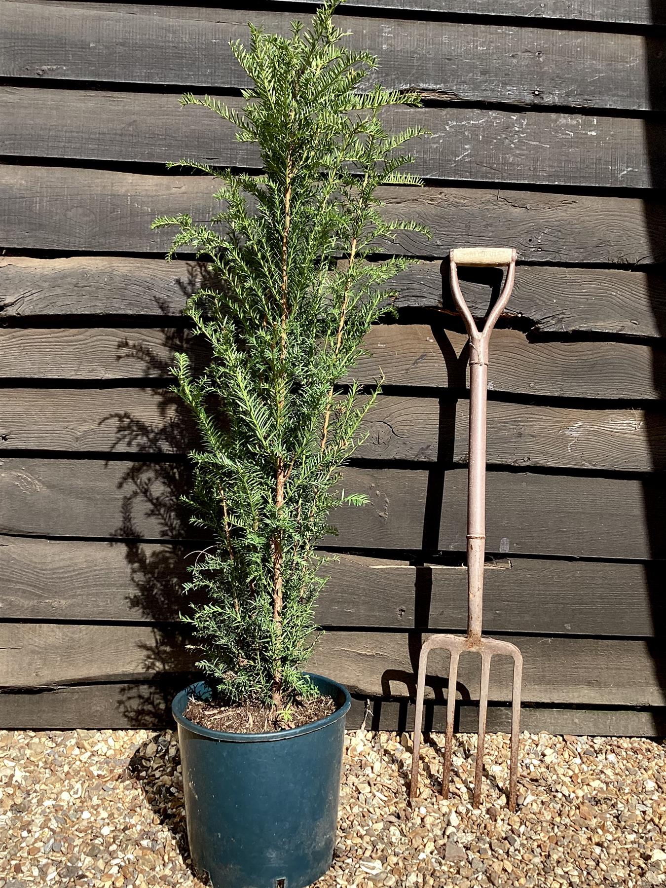 Taxus baccata | Common Yew - Bushy - 80-90cm - 12lt