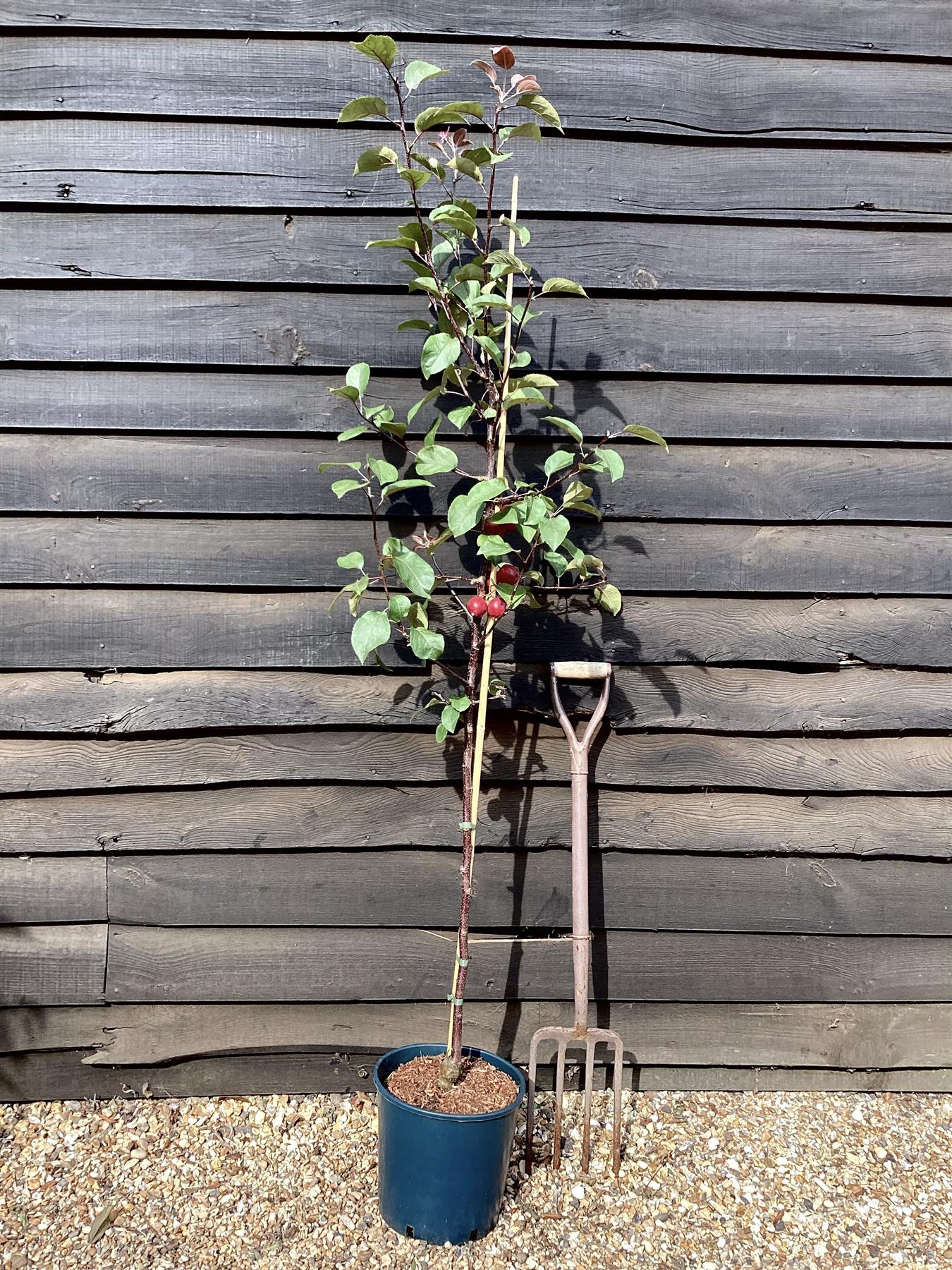 Crab apple | Malus Harry Baker - 160-180cm - 12lt