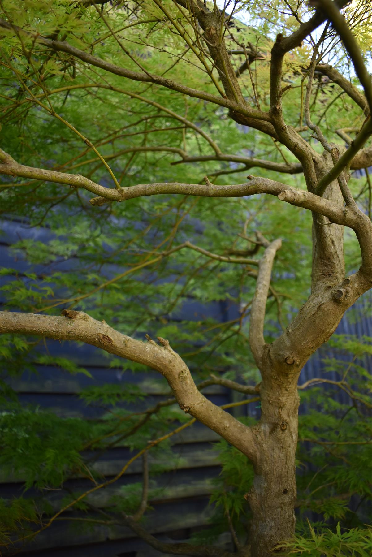 Acer dissectum 'Viridis' | Japanese maple Viride - Girth 20cm -  220-240cm - 230lt