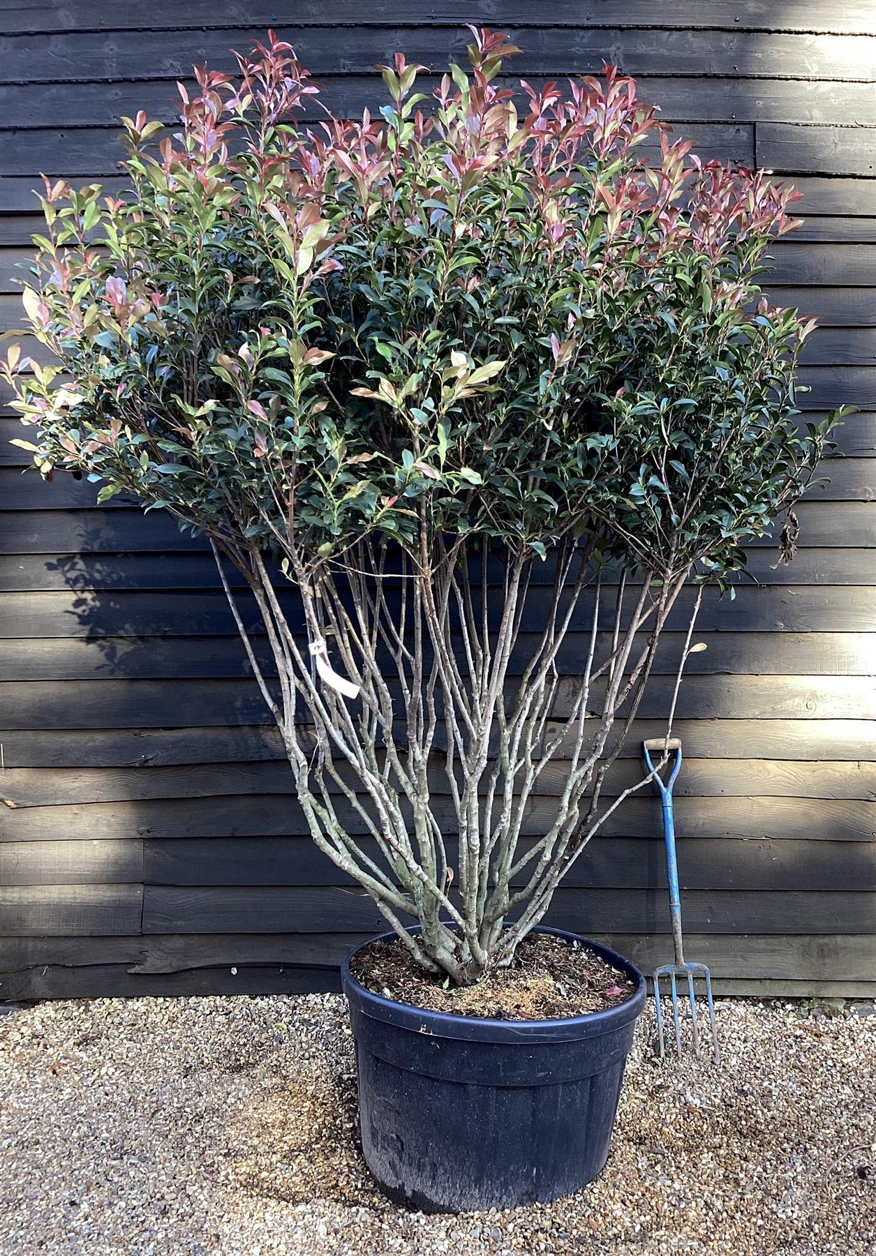 Photinia Robusta Compacta Multistem Tree - Parachute - 250-270cm - 180 ...