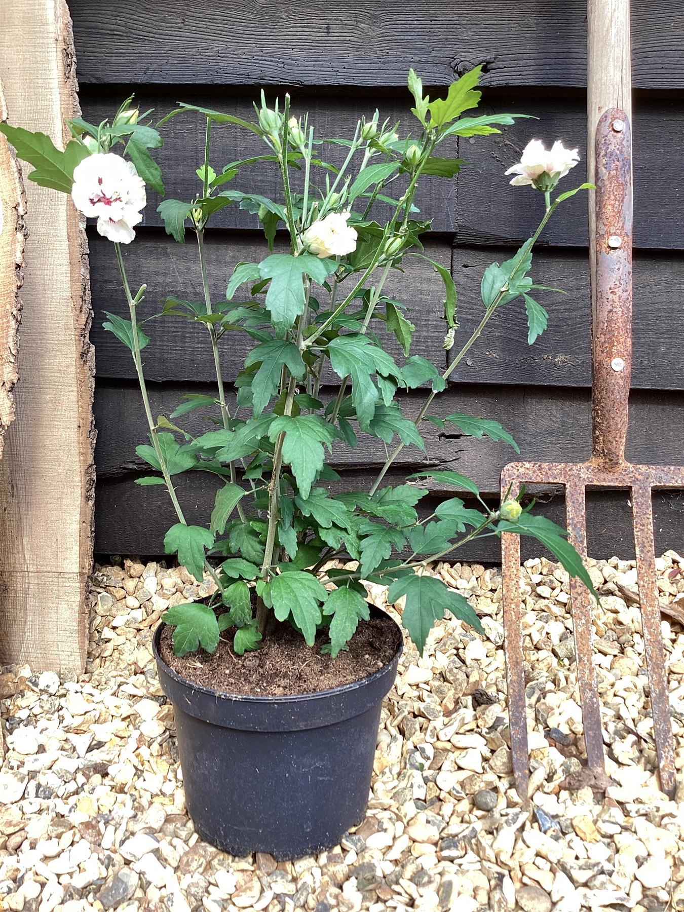 Hibiscus syriacus 'Speciosus' | Rose of Sharon 'Speciosus' - 50-60cm, 3lt