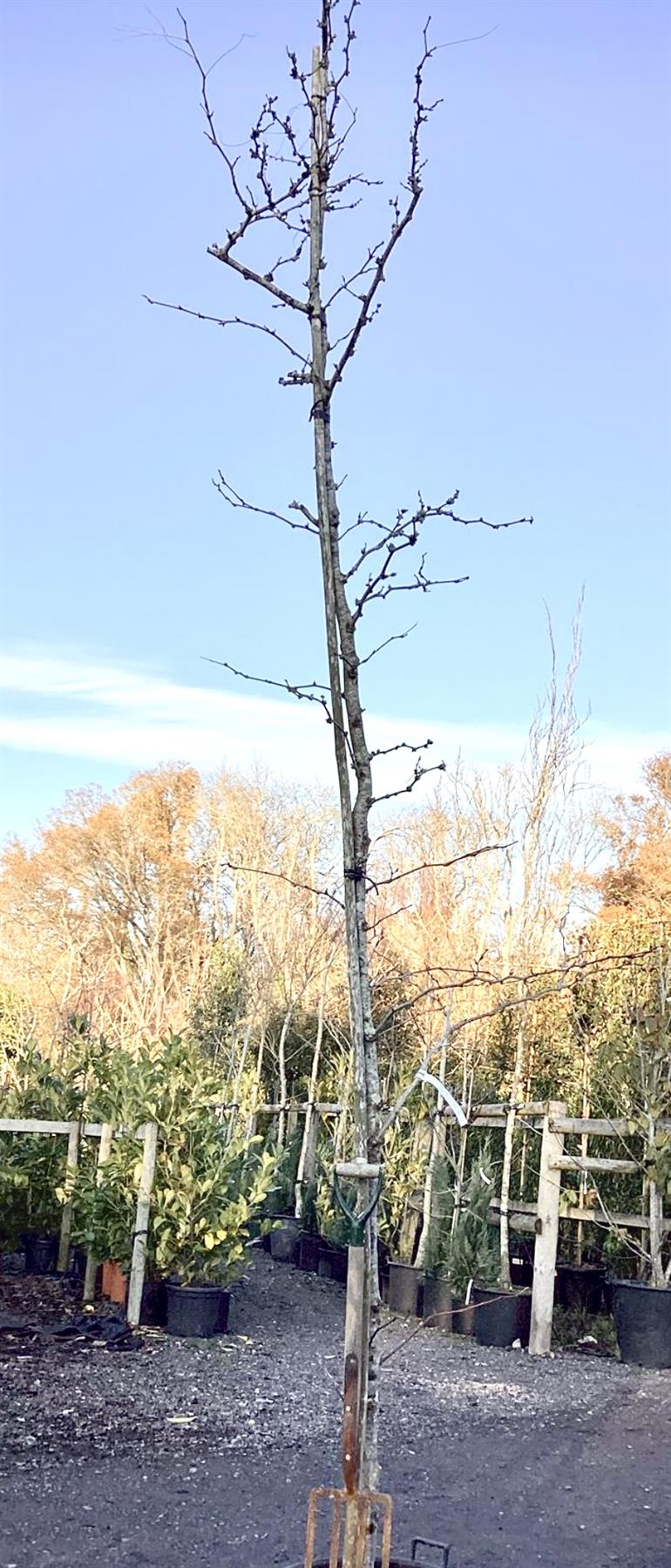 Gleditsia triacanthos Sunburst | Honey Locust 'Sunburst' - 70lt