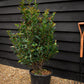 Photinia Red Robin | Christmas berry 'Red Robin' - Compacta - Height 140-160cm - 18lt