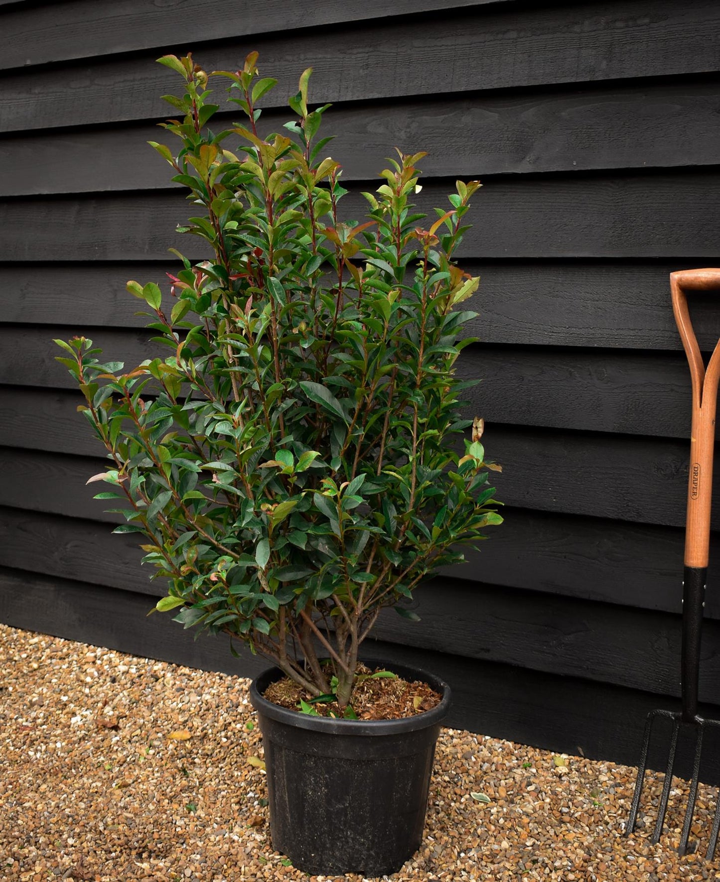 Photinia Red Robin | Christmas berry 'Red Robin' - Compacta - Height 140-160cm - 18lt