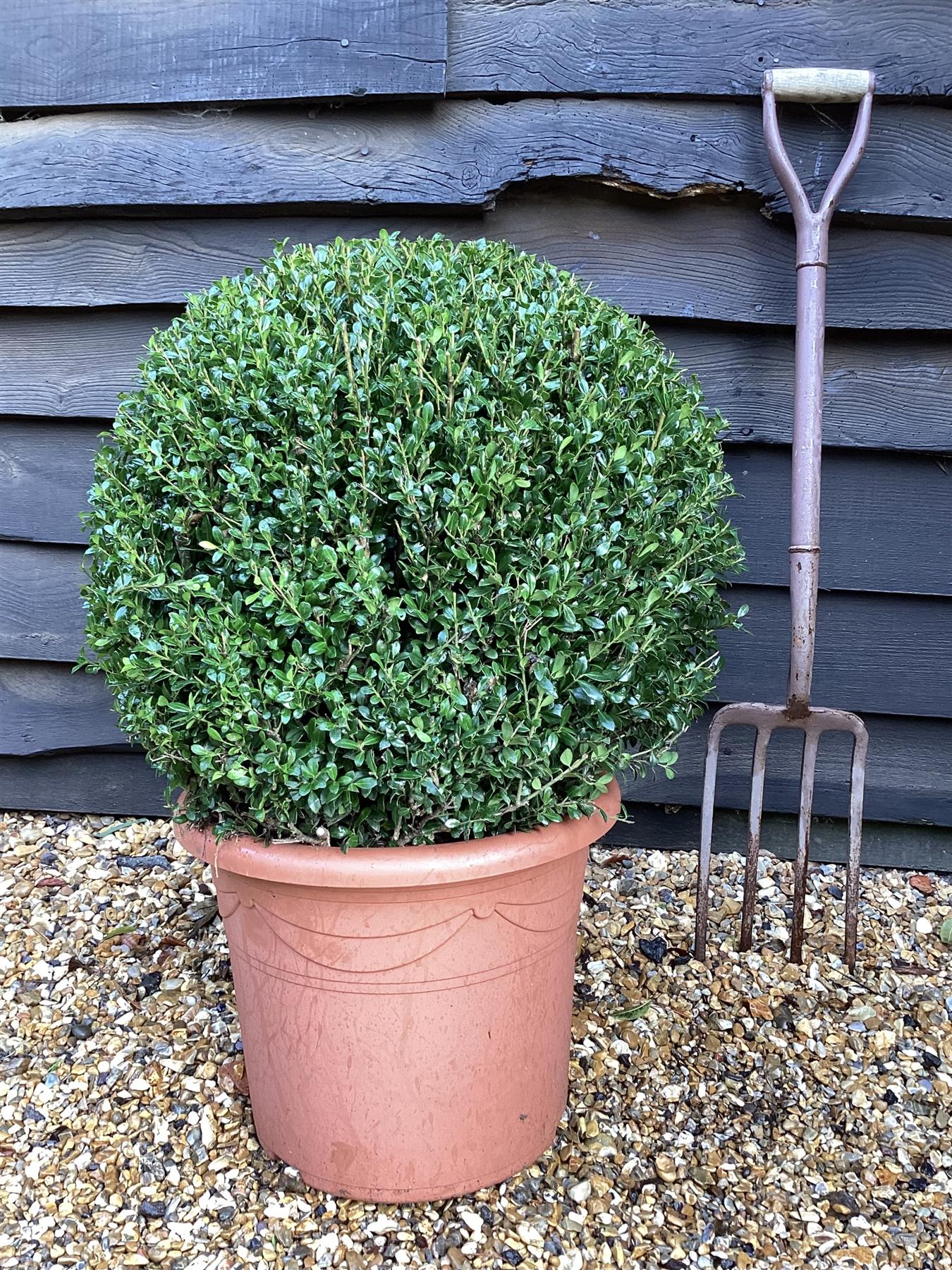 Ilex Crenata Luxus Globe - 50-55cm - 24lt