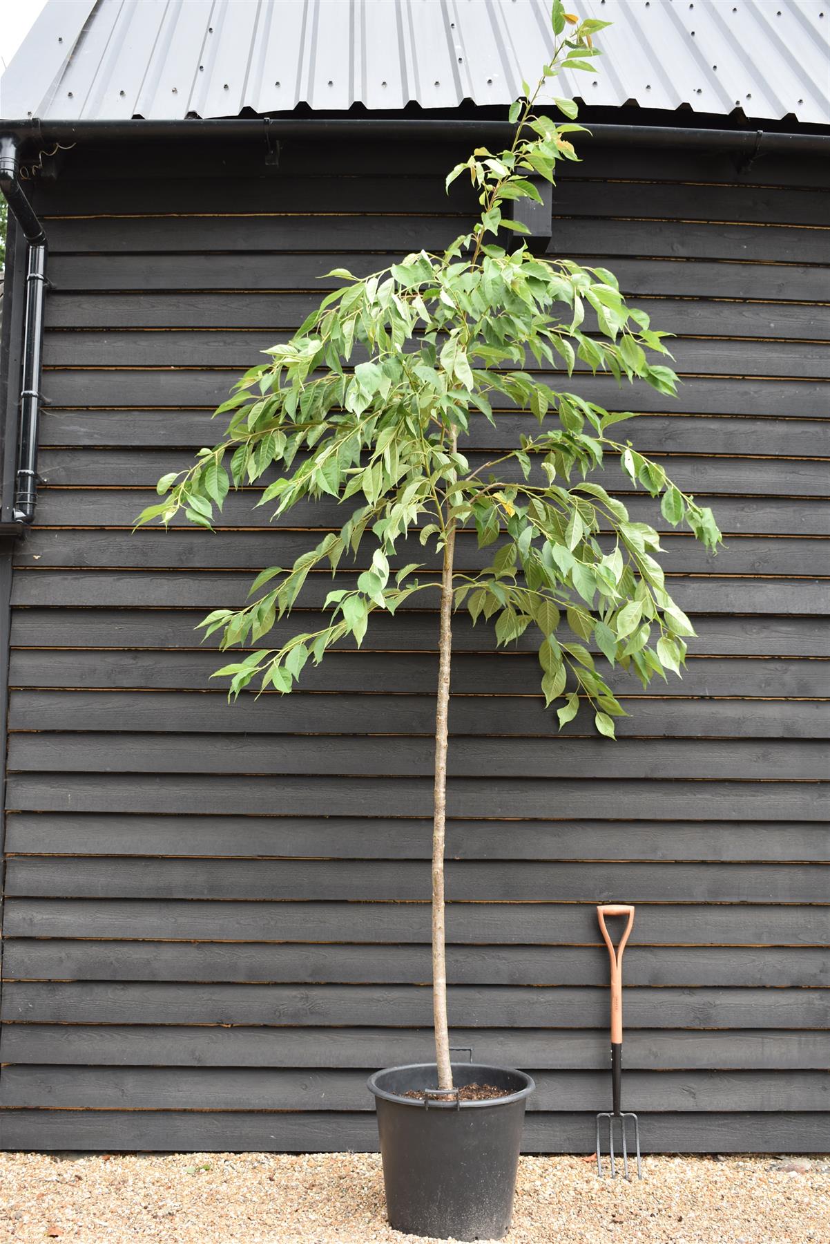 Prunus Shirotae |Flowering Cherry 'Shirotae' - Girth 10-12cm - Height 320-340cm, 70lt