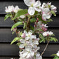 Apple tree 'Scrumptious' | Malus domestica - M27 - Ultra-Dwarfing - 130-140cm - 10lt