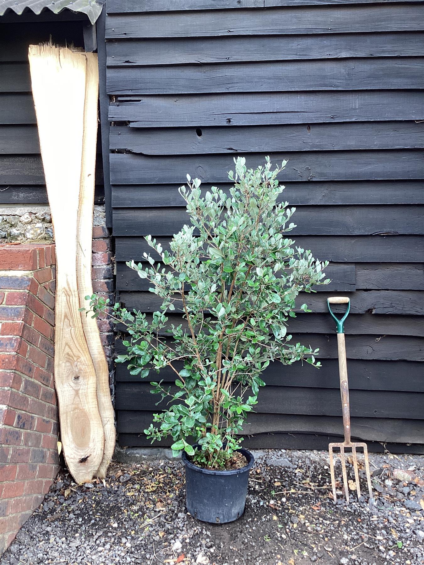 Feijoa (acca) sellowiana | Pineapple Guava Tree - 90-120cm, 25lt