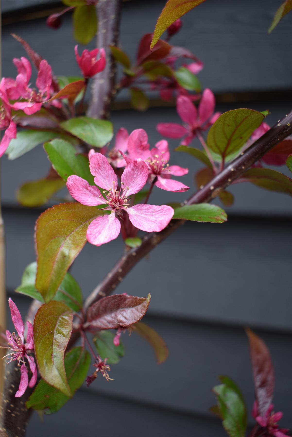 Malus Direktoer Moerland | Improved Profusion Crab Apple Tree, Clear Stem - 200-250cm, 10lt