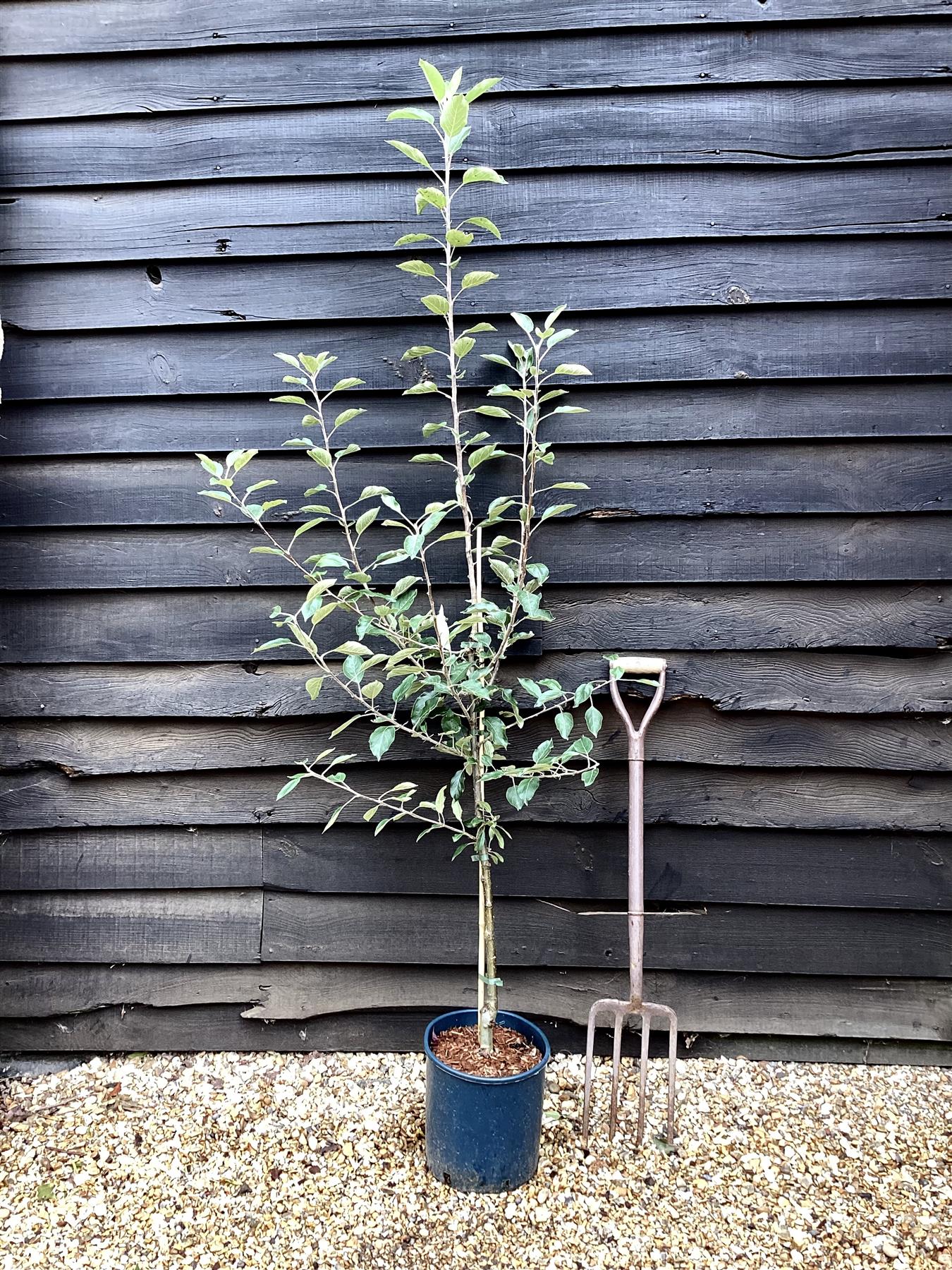 Apple tree 'Cox Orange Pippin' | Malus domestica - MM106 - Semi-Dwarfing - 150-160cm - 10lt