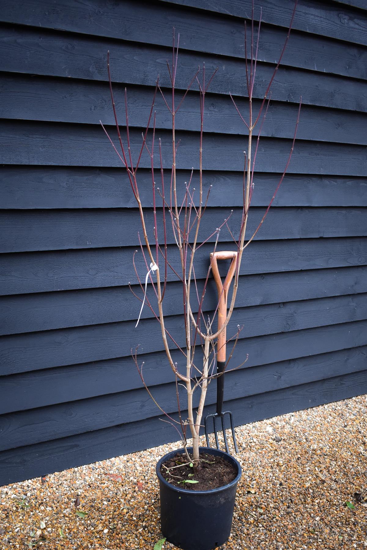 Cornus Florida Rubra | Dogwood - Height 150-170cm - 25lt