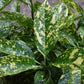 Aucuba japonica 'Variegata' | Spotted Laurel - Height 70-80cm - 20lt