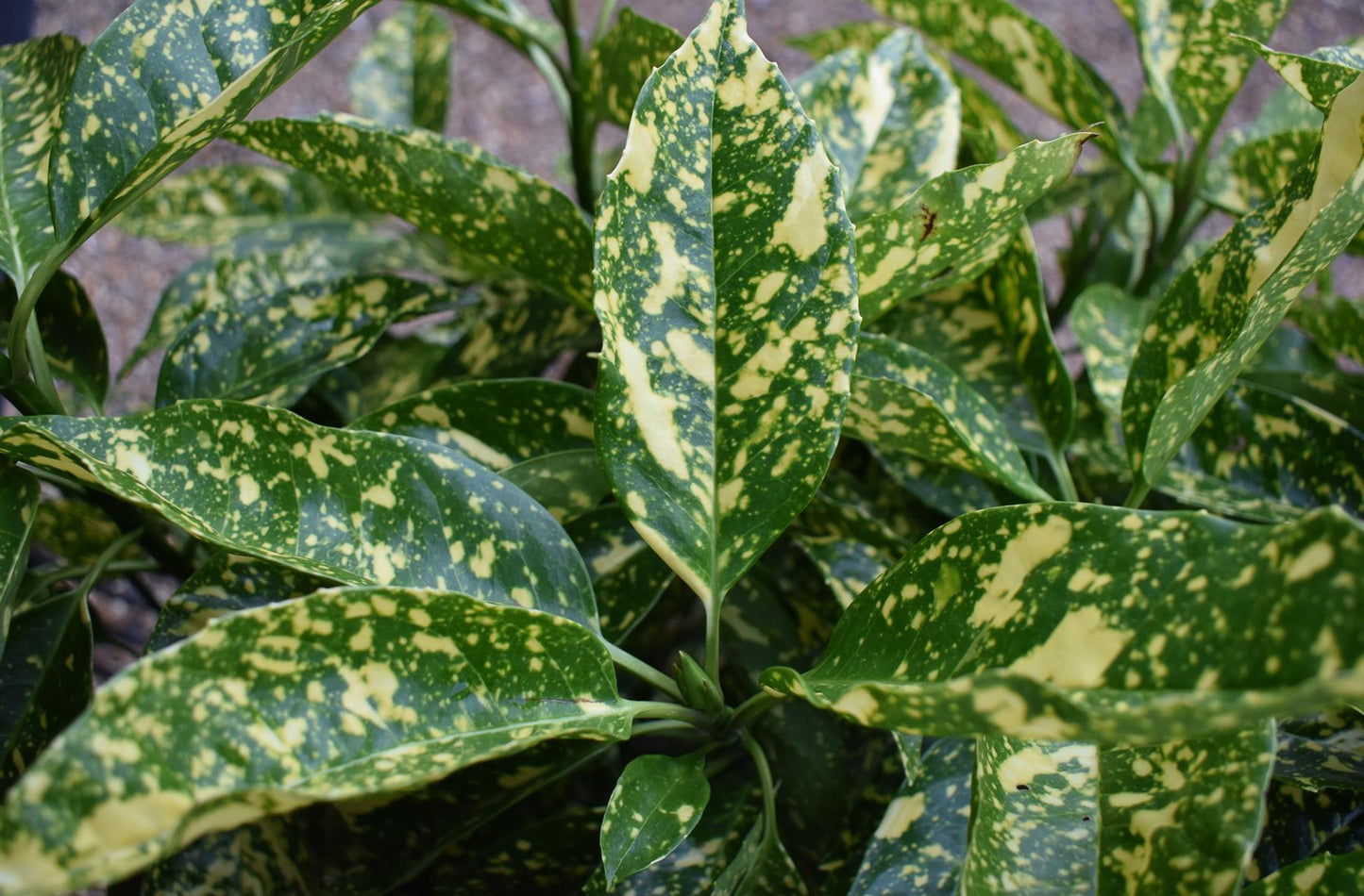 Aucuba japonica 'Variegata' | Spotted Laurel - Height 70-80cm - 20lt