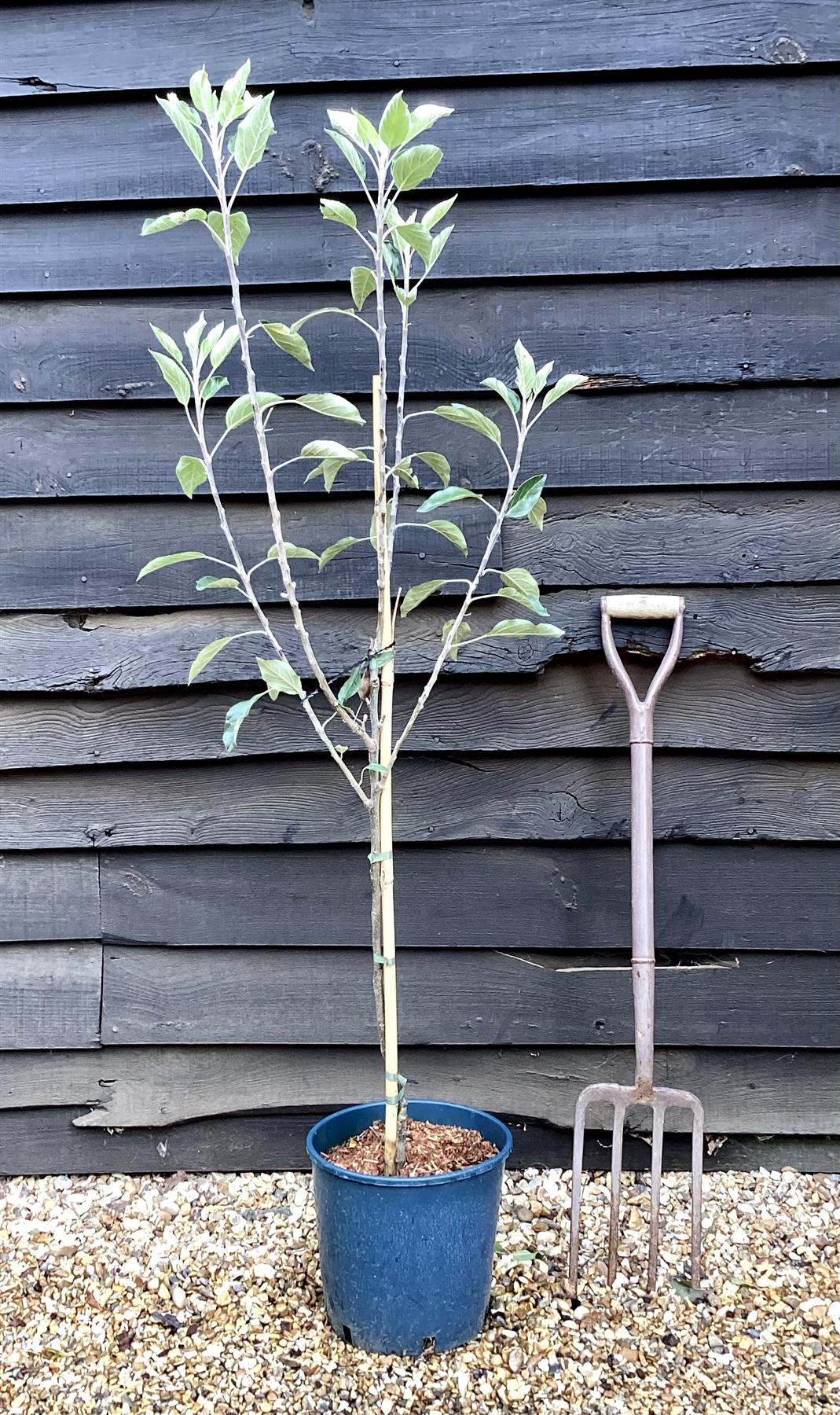 Apple tree 'Cox Orange Pippin' | Malus domestica - M27 - Ultra-Dwarfing - 130-140cm - 10lt