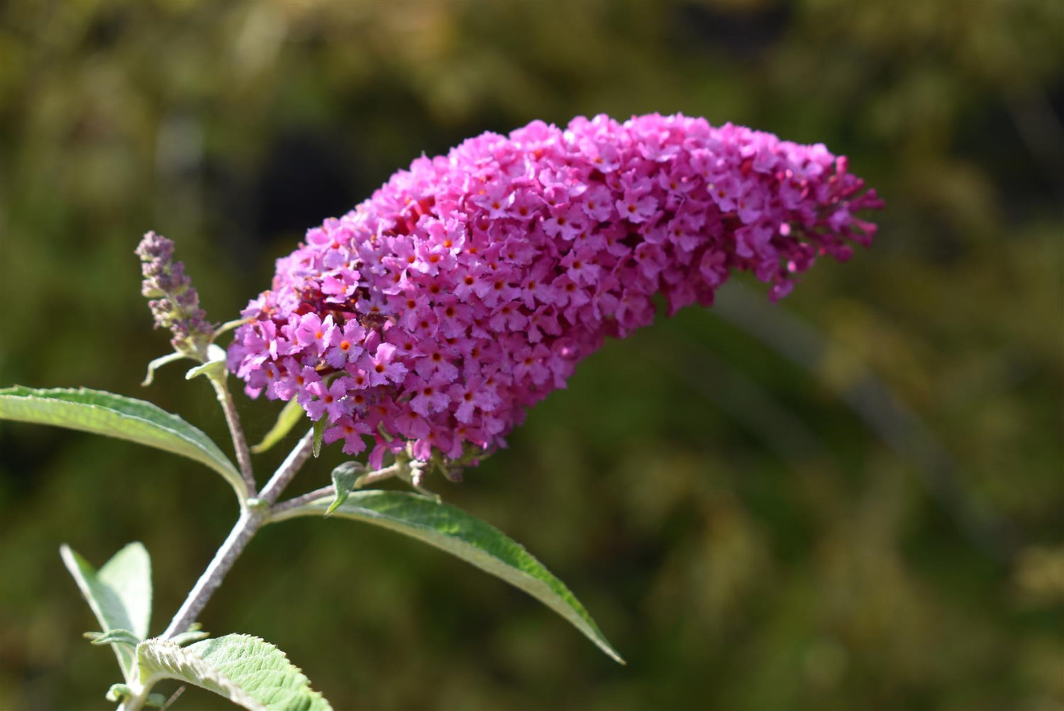 Buddleja 'Buzz Velvet' | Buzz Velvet 10-20cm - 3lt