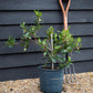 Arbutus Unedo Compacta | Strawberry Tree - Shrub - 60-90cm - 12lt