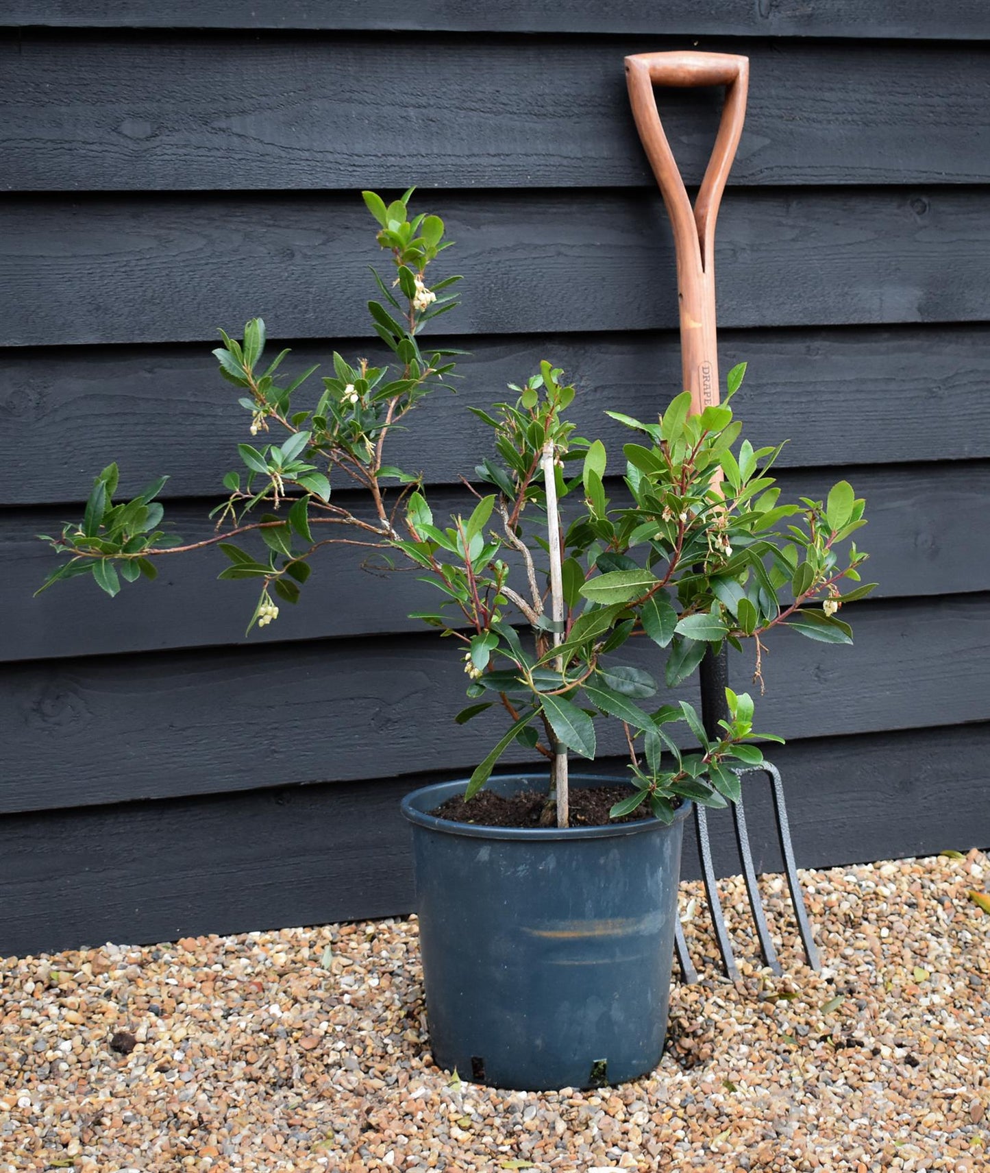 Arbutus Unedo Compacta | Strawberry Tree - Shrub - 60-90cm - 12lt