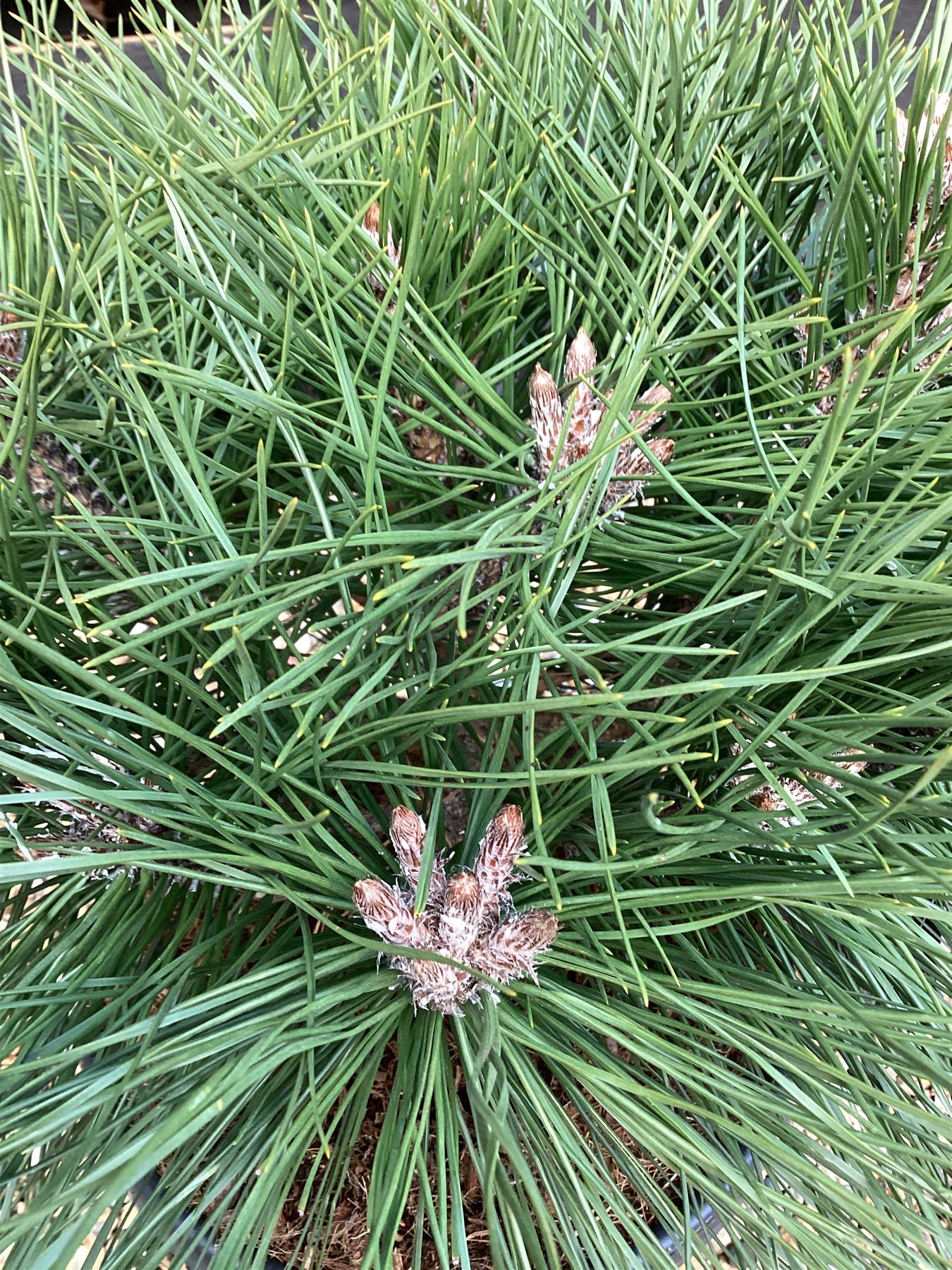 Pinus Nigra Brepo - Height 50cm - Width 25-30cm - 8lt