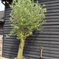 Olive Tree | Olea Europea 1/2 Std Girth 67cm - 235-245cm, 160lt