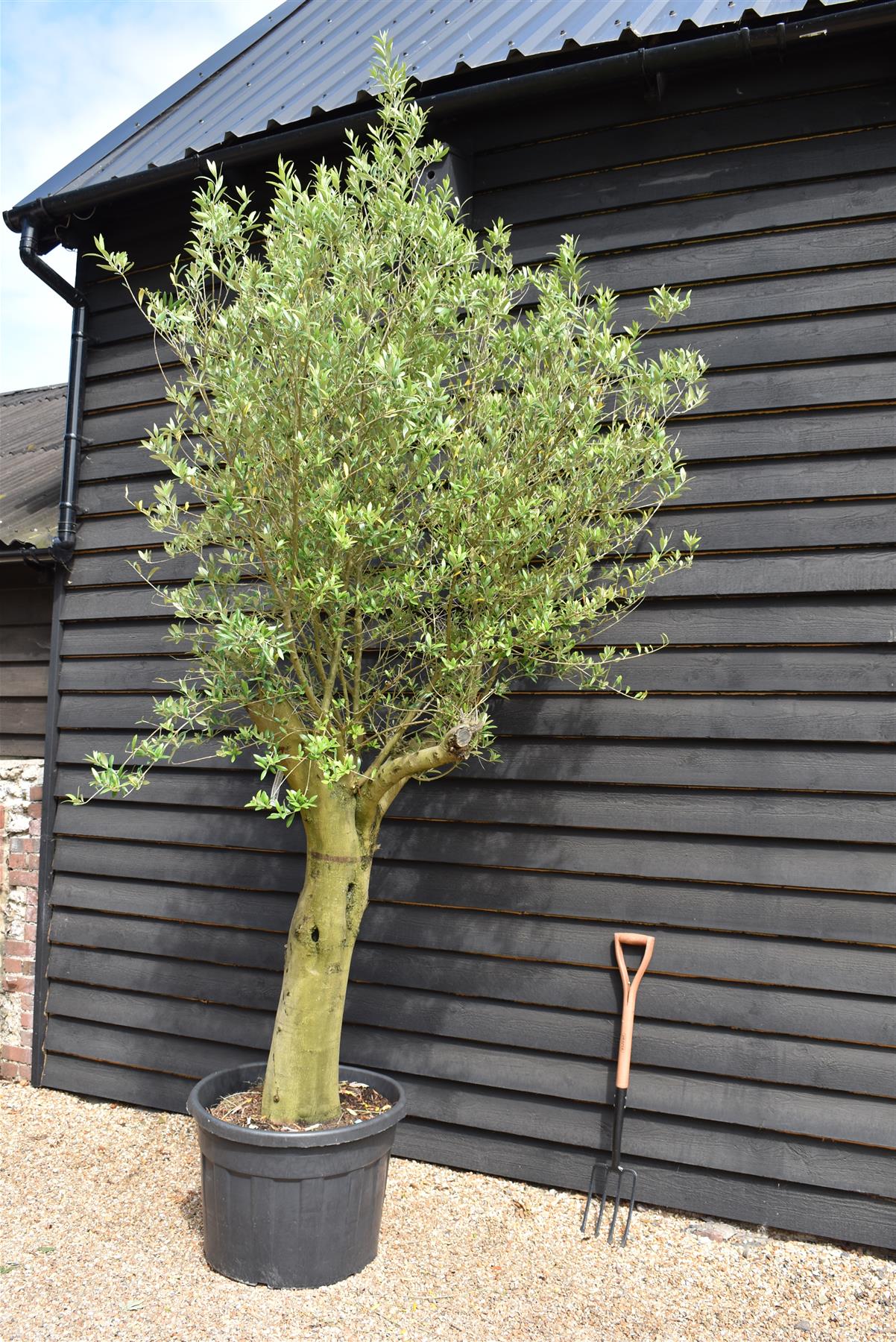 Olive Tree | Olea Europea 1/2 Std Girth 67cm - 235-245cm, 160lt