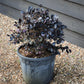 Chinese Fringe Flower | Loropetalum chinense 'Black Pearl' - Ball - Width 40cm Height 40cm -18lt