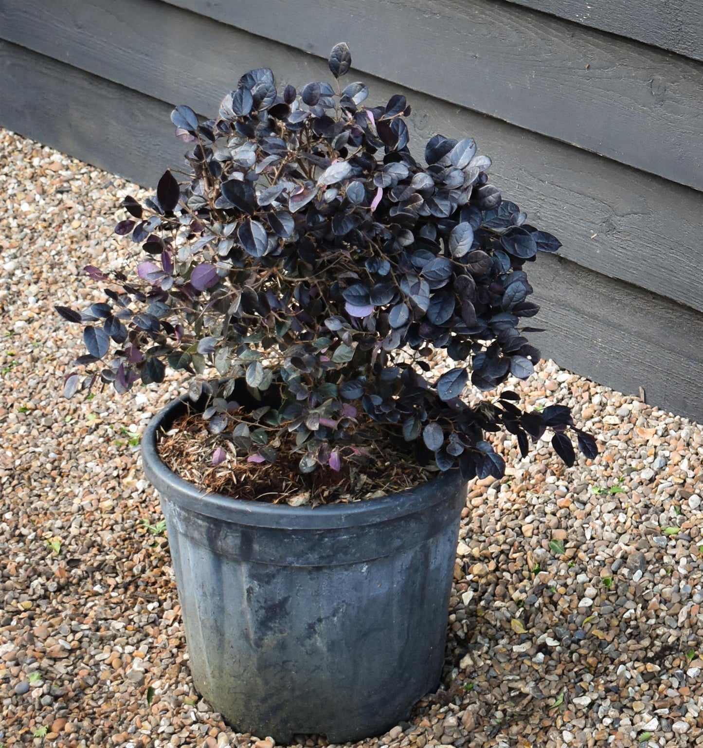 Chinese Fringe Flower | Loropetalum chinense 'Black Pearl' - Ball - Width 40cm Height 40cm -18lt