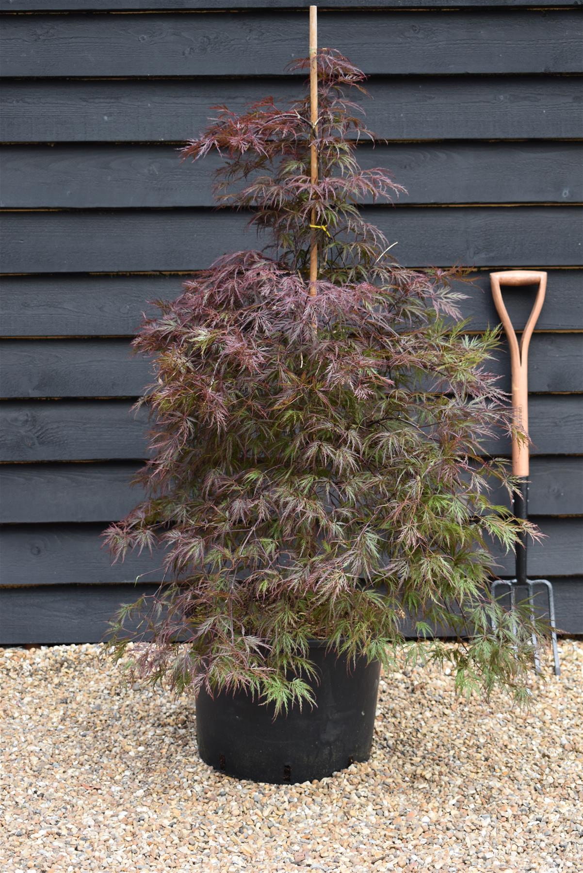 Acer palmatum 'Inaba-Shidare' | Japanese Maple - Clear Stem 60cm - Bushy - Height 120-130cm - 35lt